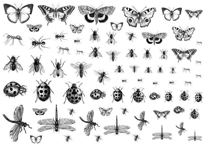 Creepy Crawlies - Black