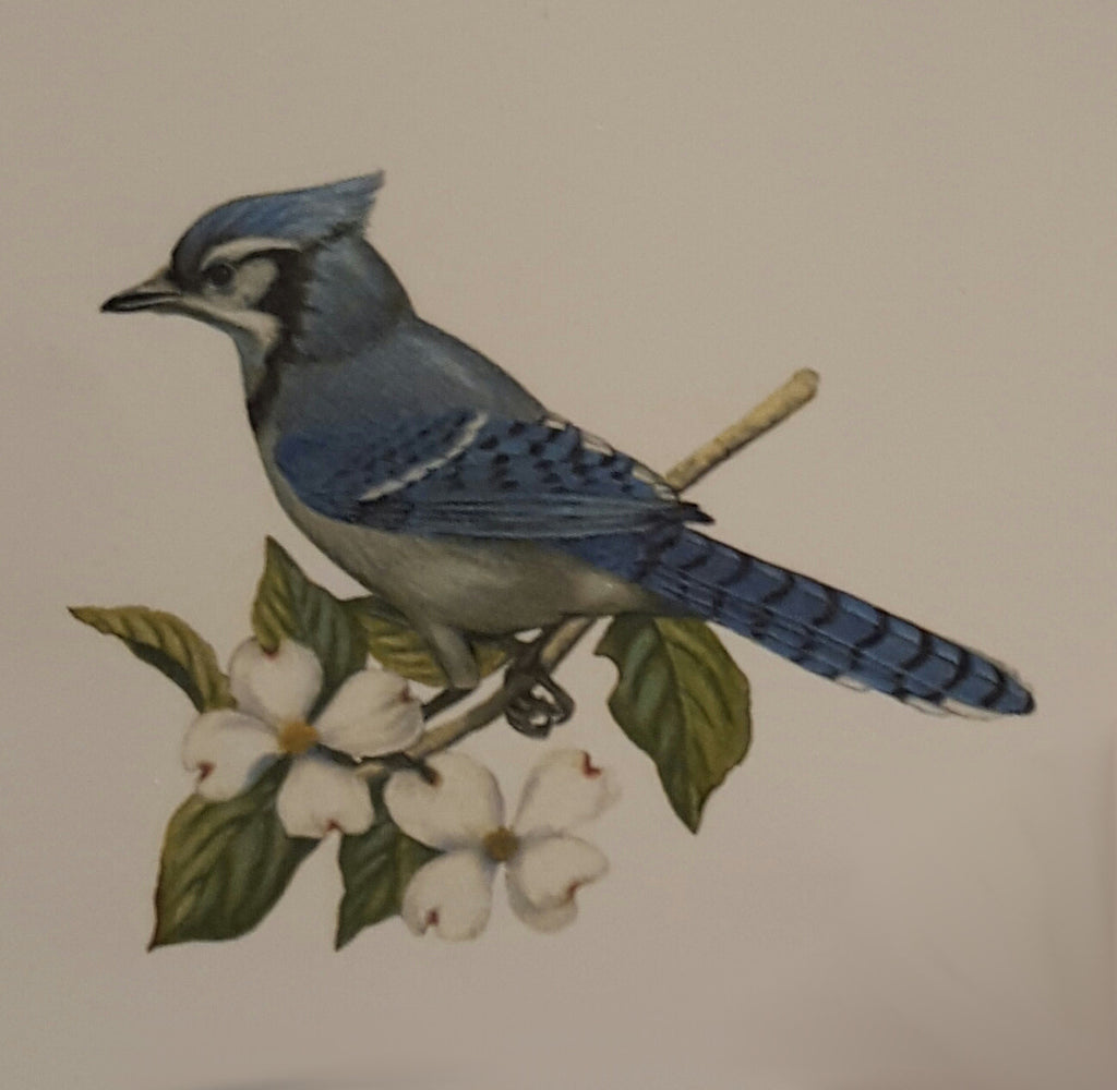 Blue Jay