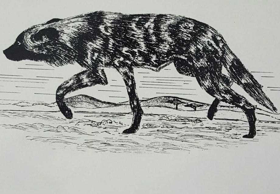 Limited edition wildlife prints - Hyena